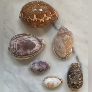 5 pcs Set Various Engraved Etched Tiger Cowrie Seashell Scenic & Nature Art + 1